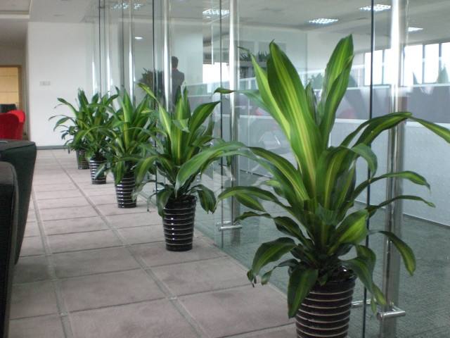 绿植租摆