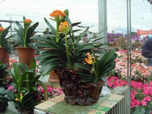 绿植租摆