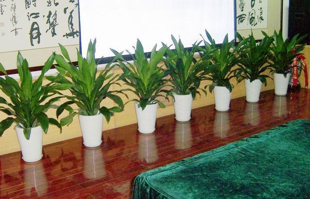绿植租摆