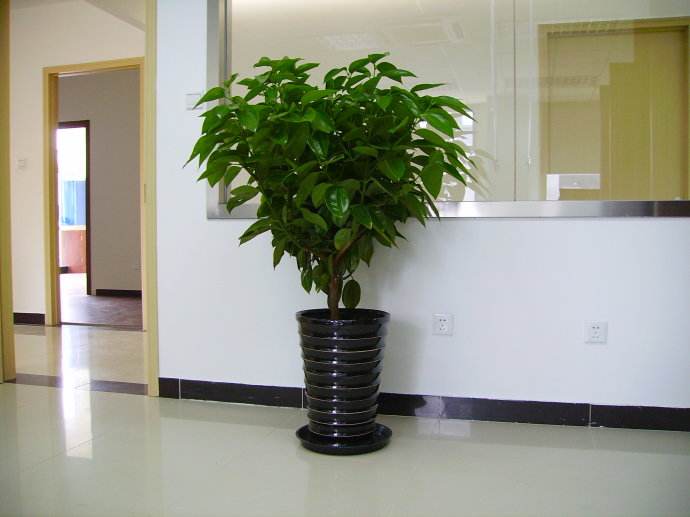 绿植租摆